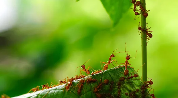 红蚂蚁正在用绿色的树枝寻找食物 工蚁在树枝上行走以保护森林中的巢 — 图库照片