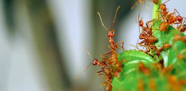 赤アリは緑の枝で食べ物を探しています アリは森の巣を守るために枝を歩いている — ストック写真