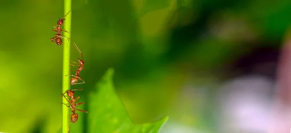 Las Hormigas Rojas Buscan Comida Las Ramas Verdes Las Hormigas — Foto de Stock