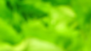 Arkaplan olarak sunum için yeşil bokeh 'i bulanıklaştır.