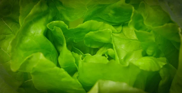 Närbild Ekologiska Grönsaker Grön Hälsa Koncept — Stockfoto