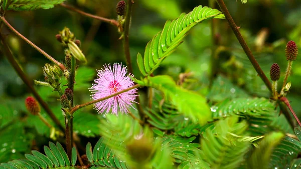 Nahaufnahme Einer Lila Blume Umgeben Von Grünen Pflanzen — Stockfoto