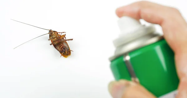 Cockroach spray with spray cans over white background.