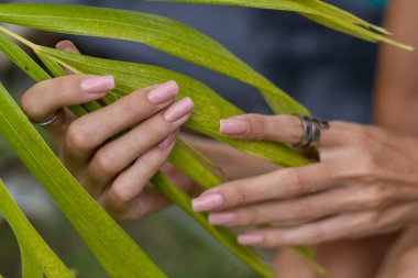 Womans hands with long fingers and natural gel polish nude manicure color, large silver ring, holding light green palm leaf