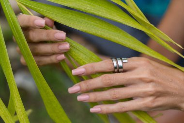 Womans hands with long fingers and natural gel polish nude manicure color, large silver ring, holding light green palm leaf