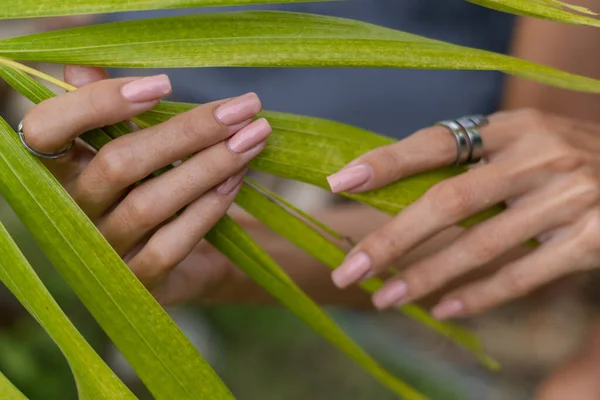 Womans hands with long fingers and natural gel polish nude manicure color, large silver ring, holding light green palm leaf