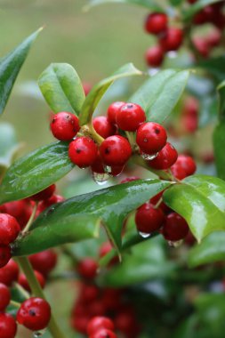 Holly Bush 'un sonbahar mevsiminde yağmur damlalarıyla kaplı kırmızı böğürtlenlerle yakın çekimi. Ilex Cornuta, aynı zamanda bahçede Çinli Holly olarak da bilinir. 