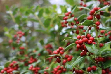  Sonbahar mevsiminde kırmızı böğürtlenli Holly Bush. Ilex Cornuta, aynı zamanda bahçede Çinli Holly olarak da bilinir. 