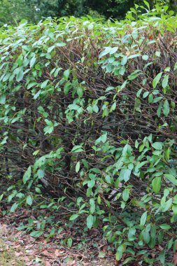 Bahçedeki budanmış Cherry Laurel çitinin yakın çekimi. Prunus laurocerasus çalısı buduyorum.