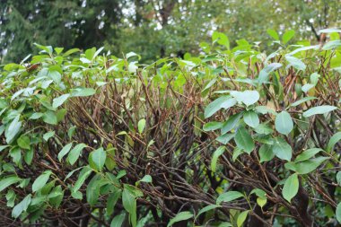 Bahçedeki budanmış Cherry Laurel çitinin yakın çekimi. Prunus laurocerasus çalısı buduyorum.
