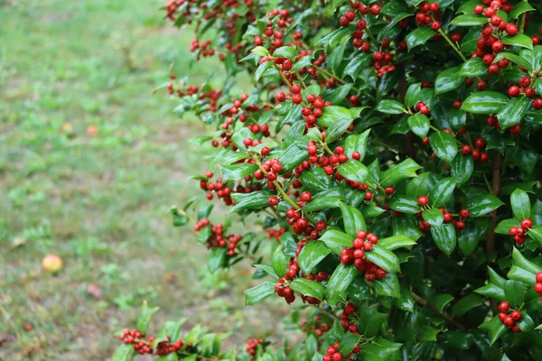 Zbliżenie Krzaka Holly Czerwonymi Jagodami Przestrzenią Kopiowania Ilex Cornuta Zwany — Zdjęcie stockowe