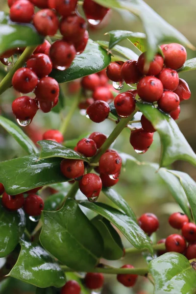 Zbliżenie Krzaka Holly Czerwonymi Jagodami Pokrytymi Deszczówkami Jesienią Ilex Cornuta — Zdjęcie stockowe