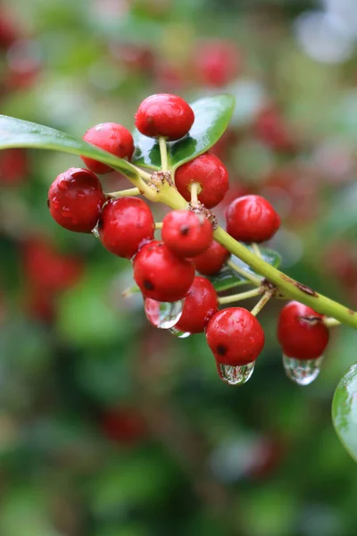 Close Holly Bush Red Berries Covered Raindriops Autumn Season Ilex — Stock Photo, Image