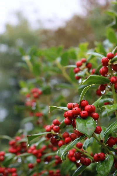 Holly Bush Red Berries Autumn Season Ilex Cornuta Also Called — Stock Photo, Image