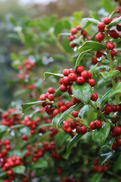 Holly Bush Red Berries Autumn Season Ilex Cornuta Also Called — Stock Photo, Image