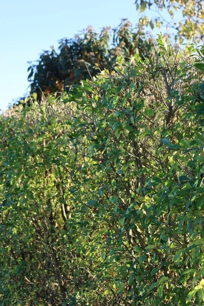 Ligusterhecke Mit Grünen Blättern Gegen Sonneneinstrahlung Herbst Ligustrum Vulgare Baum — Stockfoto