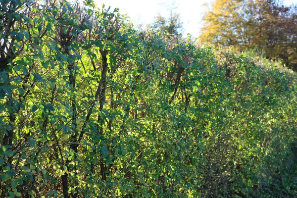 Ligusterhecke Mit Grünen Blättern Gegen Sonneneinstrahlung Herbst Ligustrum Vulgare Baum — Stockfoto