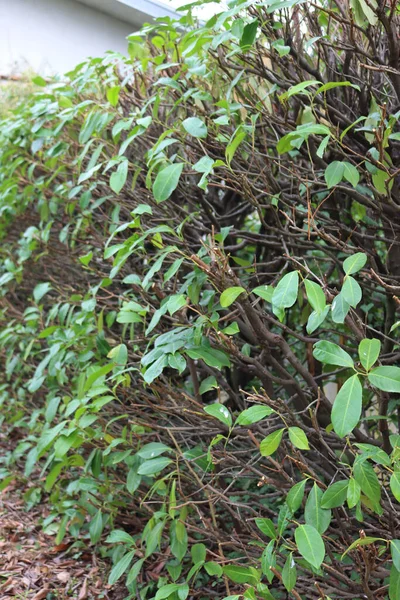 Nahaufnahme Einer Beschnittenen Kirschlorbeer Hecke Garten Rückschnitt Eines Prunus Laurocerasus — Stockfoto