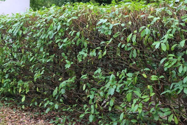 Nahaufnahme Einer Beschnittenen Kirschlorbeer Hecke Garten Rückschnitt Eines Prunus Laurocerasus — Stockfoto