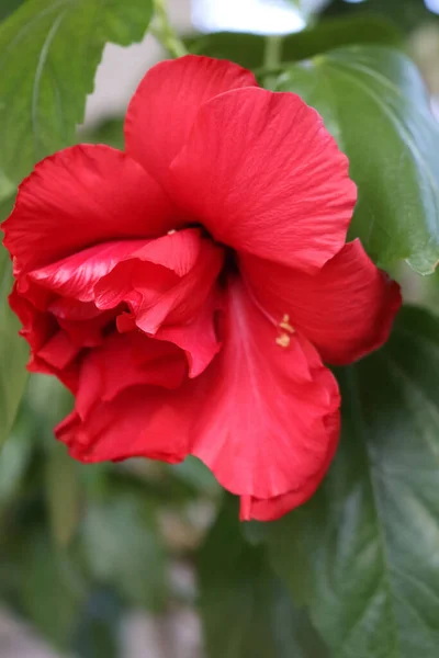 Gros Plan Grande Fleur Hibiscus Rouge Sur Une Plante Sur — Photo