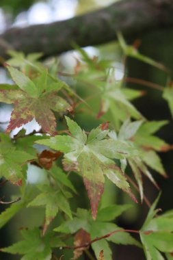 Acer palmatum 