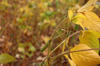 Sonbahar mevsiminde soya fasulyesi kabuklu parlak sarı soya bitkisinin yakın çekimi. Tarım soya tarlası