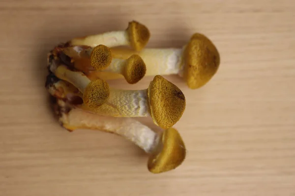 Clump Honey Fungus Wooden Table Armillaria Mellea Autumn Season — Stock Photo, Image