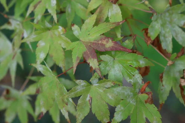 Stock image Acer palmatum 