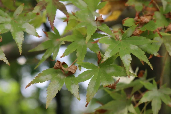 Acer Palmatum Imperador Vermelho Com Mofo Cinza Folhas Verdes Árvore — Fotografia de Stock