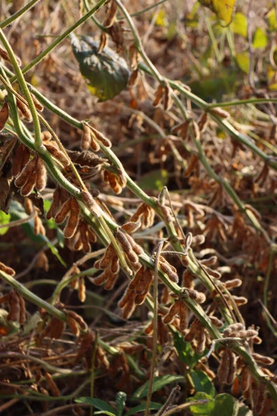 꼬투리로 햇빛을 식물의 가을에는 농업용 — 스톡 사진