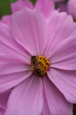 Pembe Kozmos çiçeğinin üzerindeki bal arısına yakın plan. Cosmos Bipinnatus 'un bahçesindeki Apis Mellifera