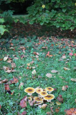 Sonbahar arkaplanı. Birçok Bal Mantarı ormanın içinde fotokopi alanı ile birlikte. Sonbahar mevsiminde Armillaria mellea