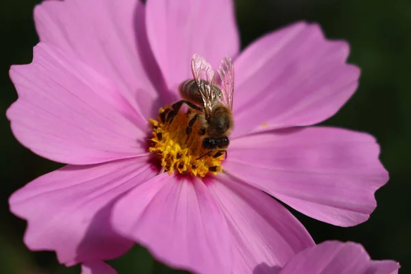 stock image Close-up of honey bee on pink Cosmos flower. Apis mellifera on Cosmos Bipinnatus in the garden