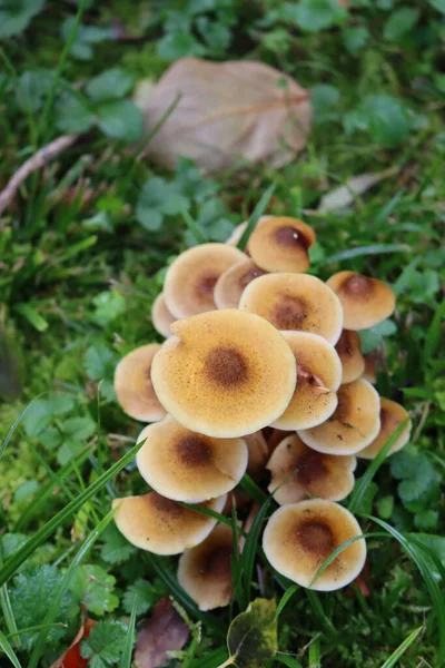 Närbild Honey Fungus Naturen Armillaria Mellea Höstsäsongen — Stockfoto