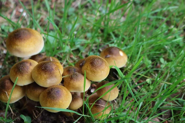 버섯의 사진입니다 에서요 가을에는 아르밀 라리아 — 스톡 사진