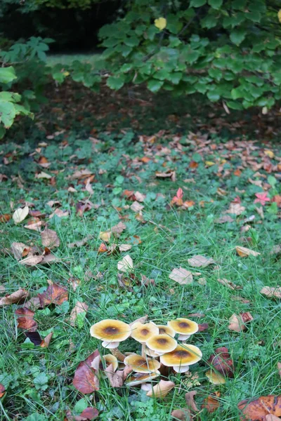 Herbstlicher Hintergrund Viele Honigpilze Den Wald Mit Kopierraum Armillaria Mellea — Stockfoto