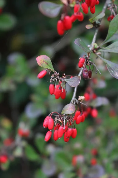 Közelkép Berberis Thunbergii Red Thorch Gyümölcsökkel Kertben Borbolyavirág Vörös Bogyóval — Stock Fotó