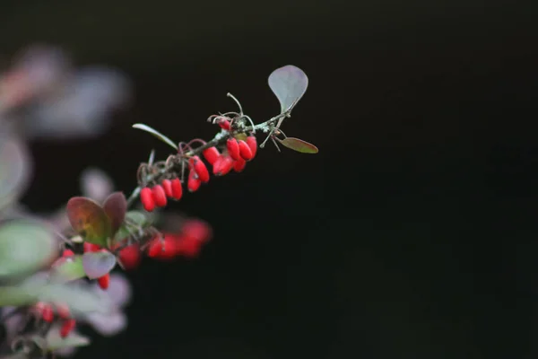 Primer Plano Berberis Thunbergii Espina Roja Con Frutas Jardín Rama — Foto de Stock