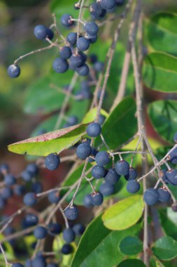 Mavi böğürtlenleri ortak özel çitin dalına yakın plan çek. Bahçedeki ligustrum vulgare ağacı