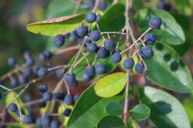 Mavi böğürtlenleri ortak özel çitin dalına yakın plan çek. Bahçedeki ligustrum vulgare ağacı