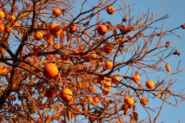 Gün batımında mavi gökyüzüne karşı dallarda olgun hurma ağaçları. Diospyros kaki ağacı kış mevsiminde