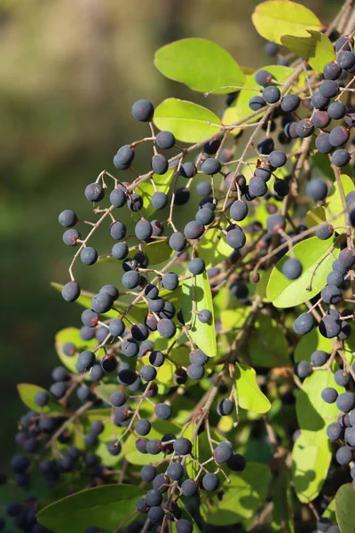 Viele Blaue Beeren Zweigen Der Ligusterhecke Ligustrum Vulgare Baum Garten — Stockfoto
