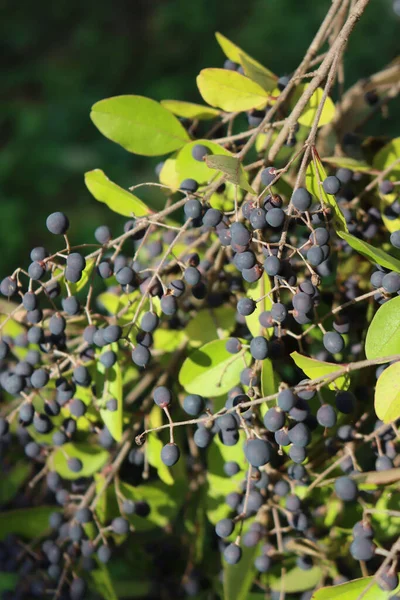 Özel çitin dallarında bir sürü böğürtlen var. Bahçedeki ligustrum vulgare ağacı