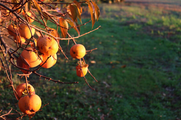 Ripe persimmon fruits on tree at sunset with copy space. Diospyros kaki tree on winter season