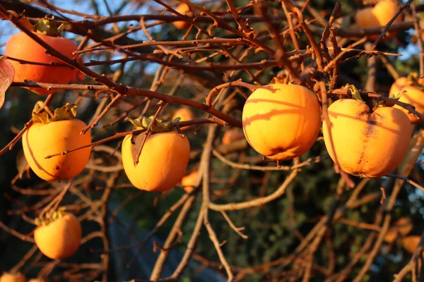 Ripe Persimmon Fruits Branches Sunset Dark Green Background Diospyros Kaki — Stock Photo, Image