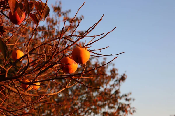 青空に対して日没時に枝に柿の実を熟す 冬のDiospyros Kaki木 — ストック写真