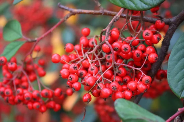 Close Cotoneaster Lacteus Parney Cotoneaster Bush Manry Red Berries Branches — Stock Photo, Image