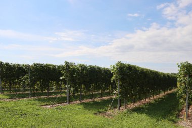 İtalyan kırsalında güneşli bir günde Prosecco 'yu yapmak için dalların üzerinde olgunlaşmış beyaz üzümlü Glera üzüm bağları kullanılırdı.