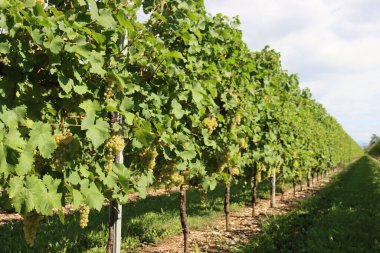 İtalyan kırsalında güneşli bir günde Prosecco 'yu yapmak için dalların üzerinde olgunlaşmış beyaz üzümlü Glera üzüm bağları kullanılırdı.