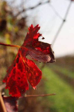 Güz mevsiminde güneş ışığına karşı Pinot Gris üzüm bağının güzel kırmızı yaprağının yakın çekimi